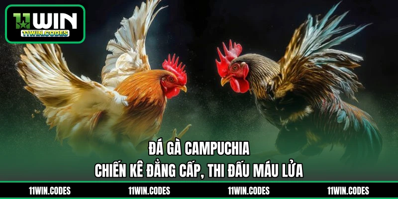 Đá Gà Campuchia - Chiến Kê Đẳng Cấp, Thi Đấu Máu Lửa