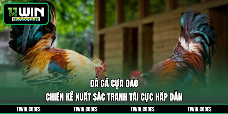 Đá Gà Cựa Dao - Chiến Kê Xuất Sắc Tranh Tài Cực Hấp Dẫn