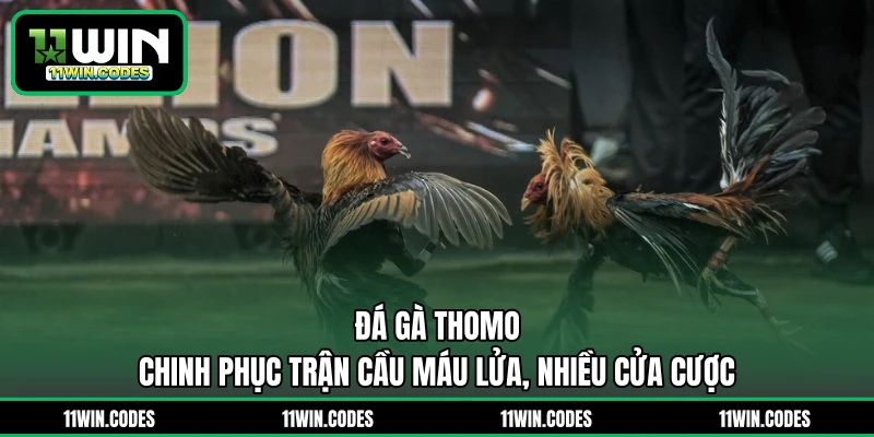 Đá Gà Thomo - Chinh Phục Trận Cầu Máu Lửa, Nhiều Cửa Cược