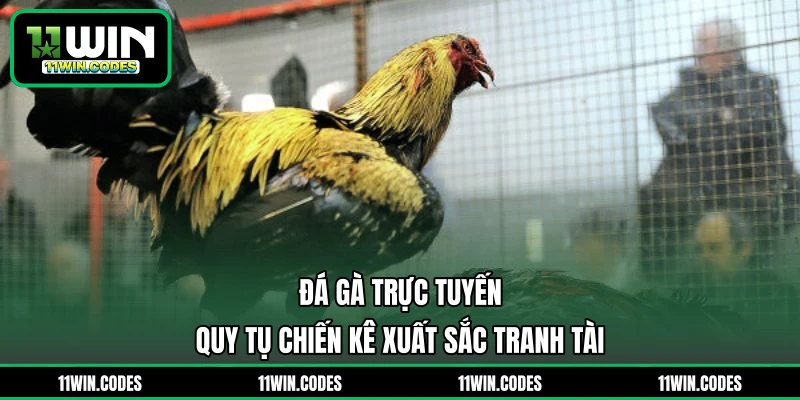 Đá Gà Trực Tuyến - Quy Tụ Chiến Kê Xuất Sắc Tranh Tài