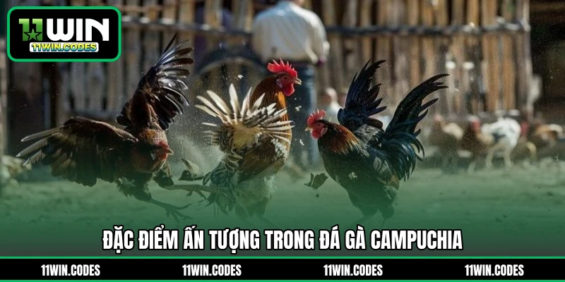 Đặc điểm ấn tượng trong đá gà Campuchia