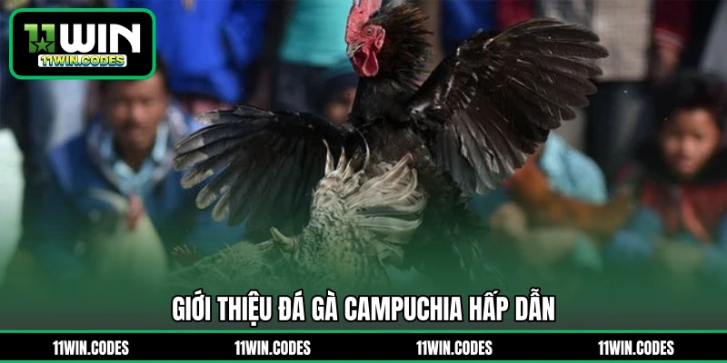 Giới thiệu đá gà Campuchia hấp dẫn