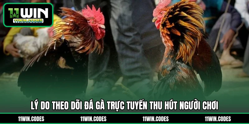 Lý do theo dõi đá gà trực tuyến thu hút người chơi