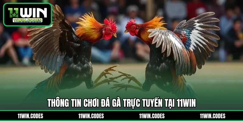 Thông tin chơi đá gà trực tuyến tại 11WIN